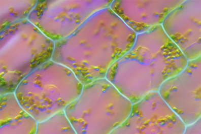 Cellules végétales d'Elodée - 2mn 30s